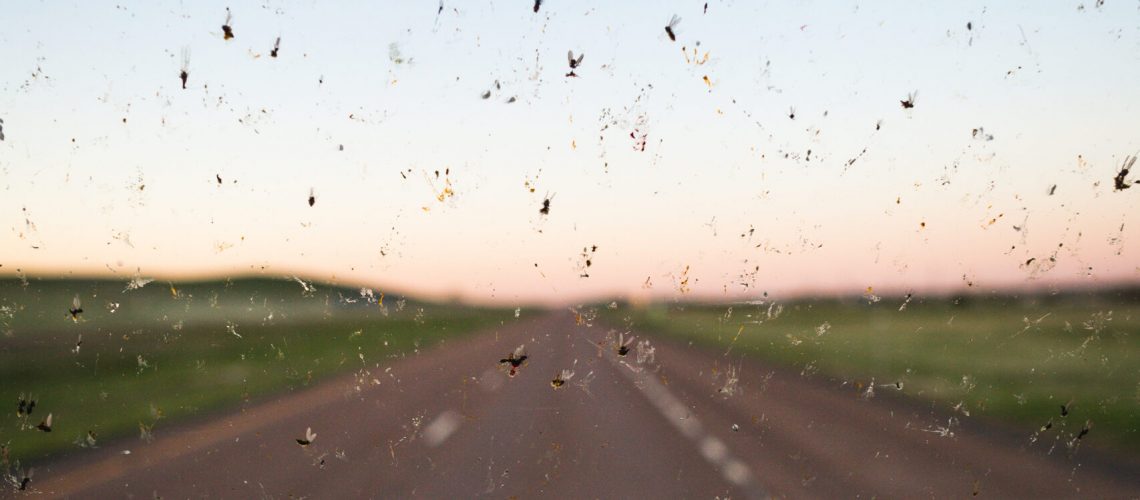 Dead bugs splattered on a broken windshield with a highway in the background.